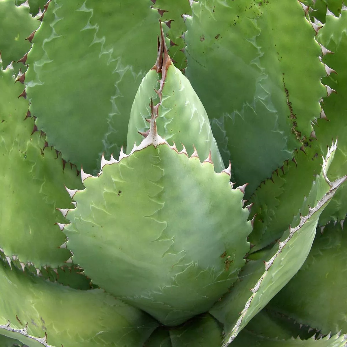 Agave cupreata