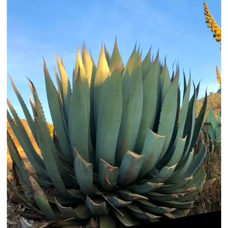Agave hurteri SEEDS