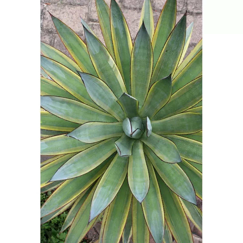 Agave ocahuata Sun Glow