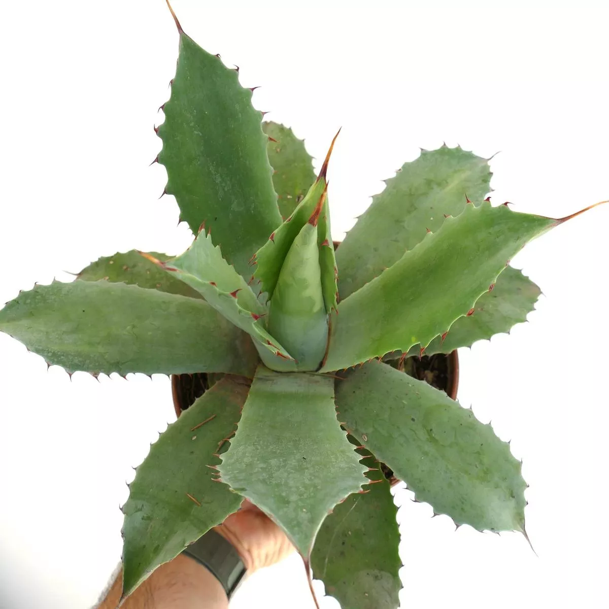 Agave parrasana x americana x bovicornuta