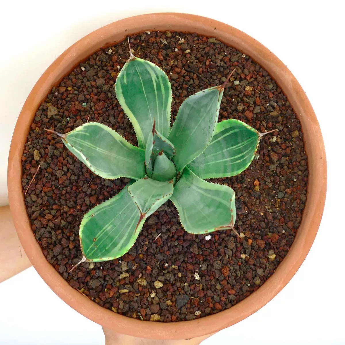 Agave parryi var. truncata ‘AB19’ VARIEGATED