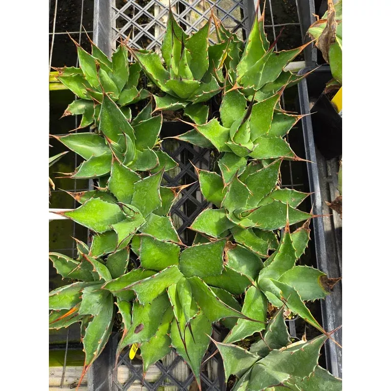 Agave sp Azul Monterrey Green
