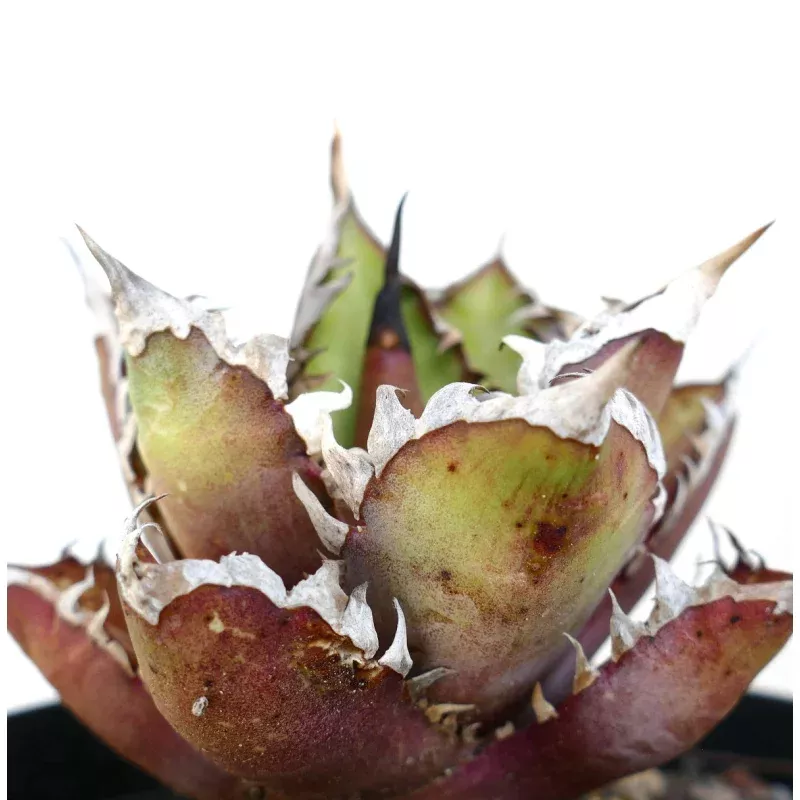 Agave titanota cv. ‘Red Catweezle’ SELECTED