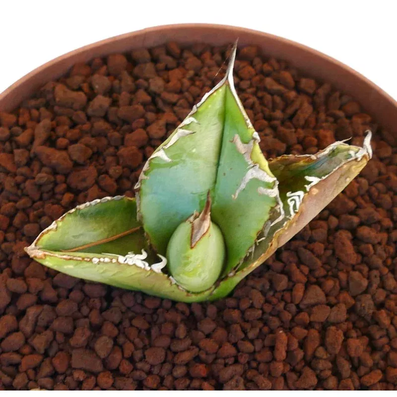 Agave titanota cv. 'WATANABE'