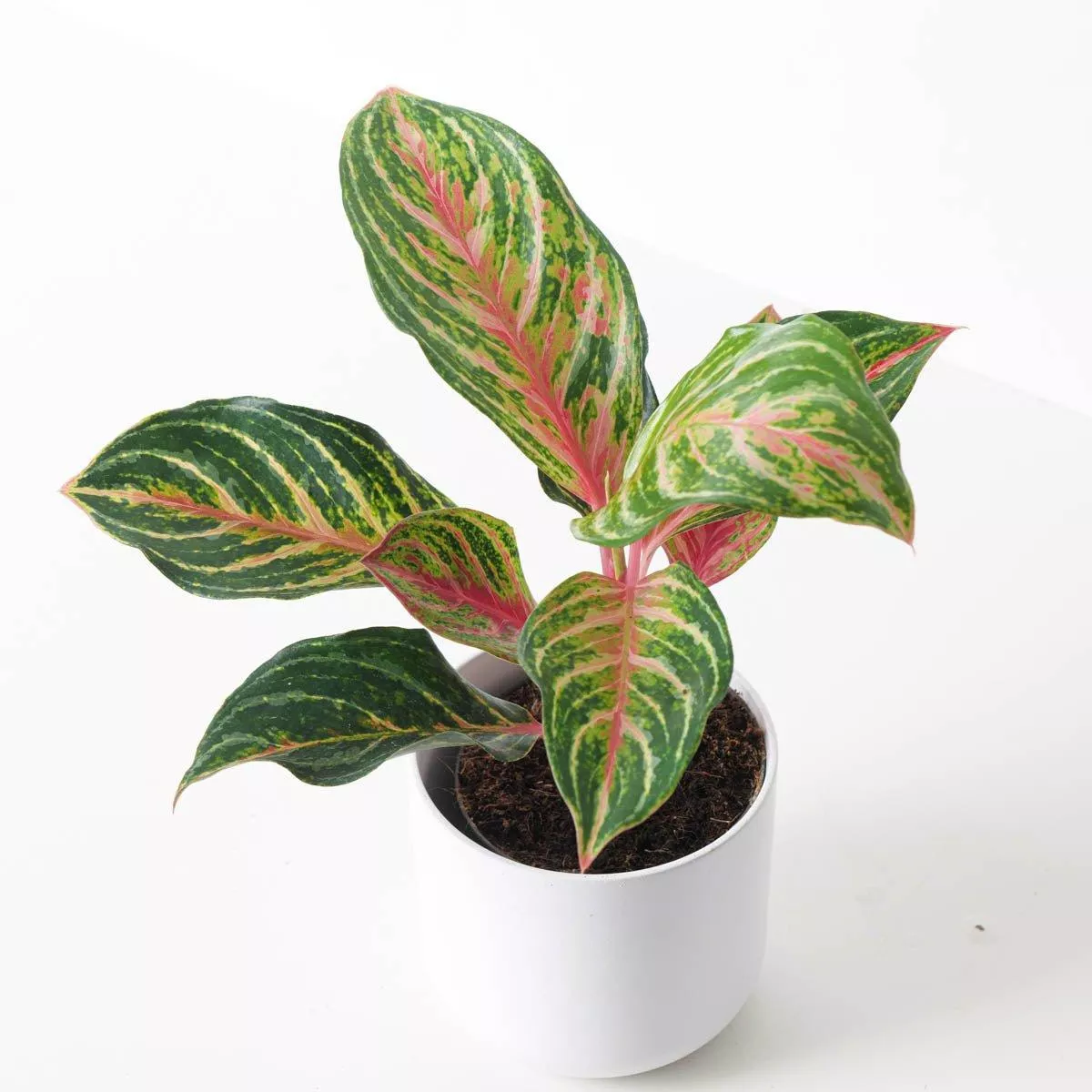 Aglaonema 'Dreamcatcher'