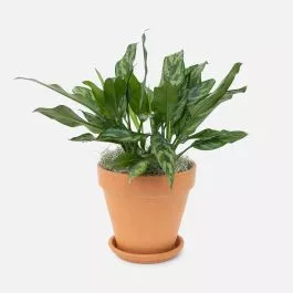 Aglaonema Maria – Medio