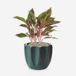 Aglaonema Siam – Medio