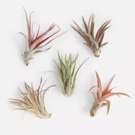 Air Plants Bundle – Piccolo