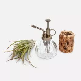 Air Plants Bundle – Starter