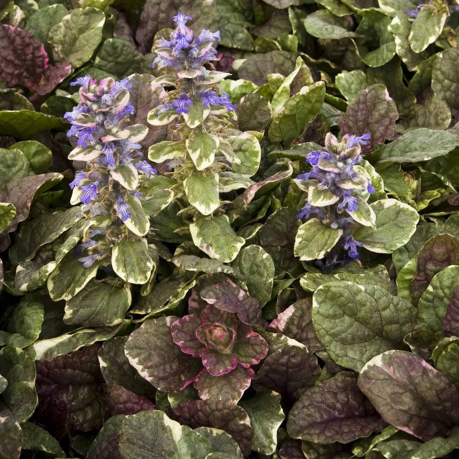 Ajuga r. ‘Burgundy Glow’