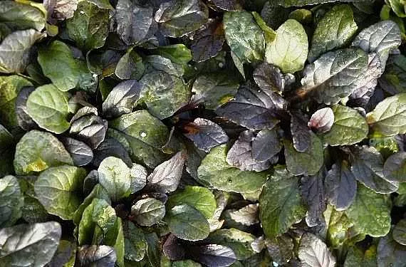 Ajuga reptans 'Bronze Beauty' – Carpet Bugle