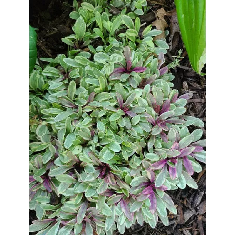 Ajuga tenorei Princess Nadia PP 31028