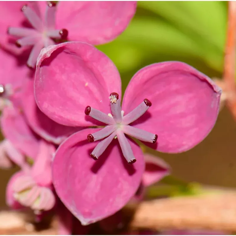 Akebia quinata