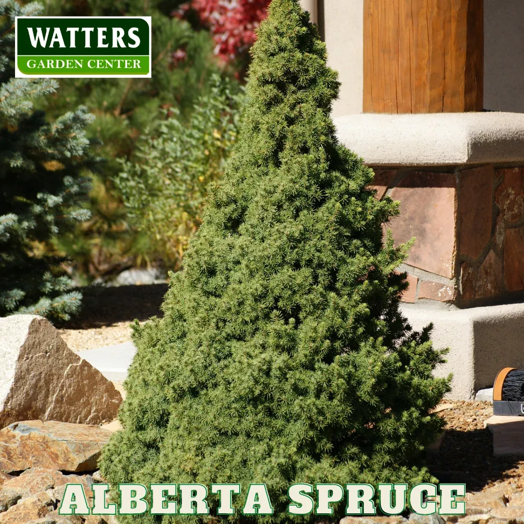 ALBERTA SPRUCE 1gal