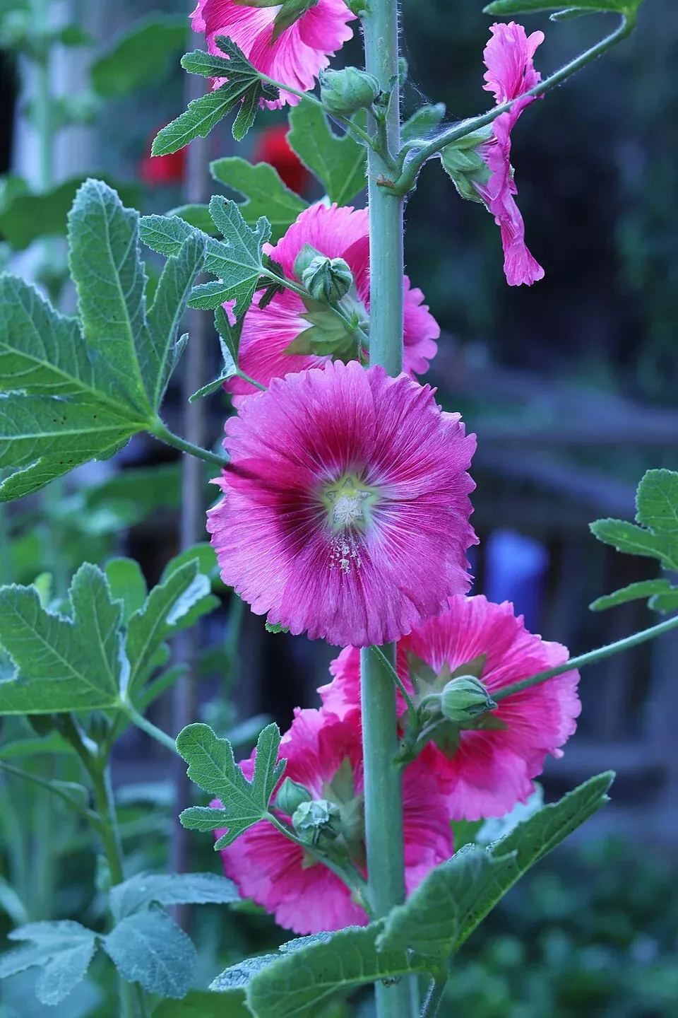 Alcea ficifolia | fig leaf hollyhock
