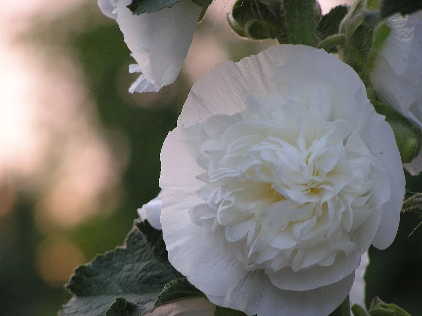 Alcea rosea plena ‘Chaters White’ | hollyhock