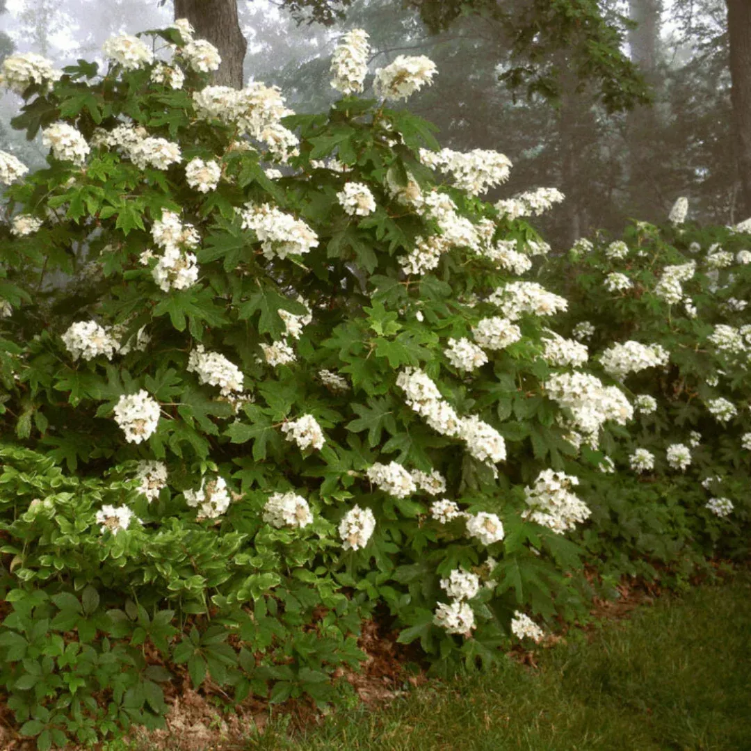 Alice Oakleaf Hydrangea – Giant White Blooms, Native Shrub (Hydrangea quercifolia)