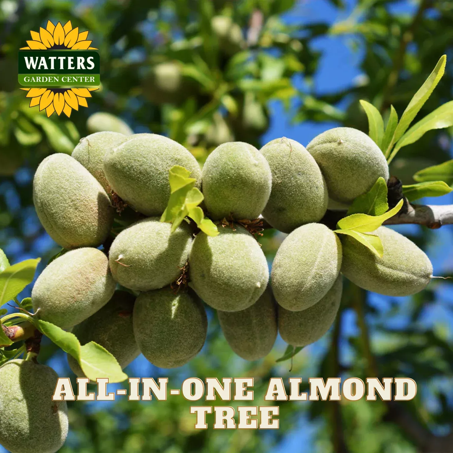 ALL-IN-ONE ALMOND TREE 5gal