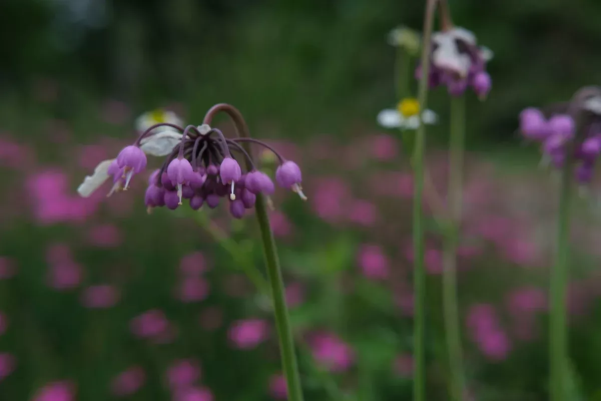 Allium cernuum | nodding onion