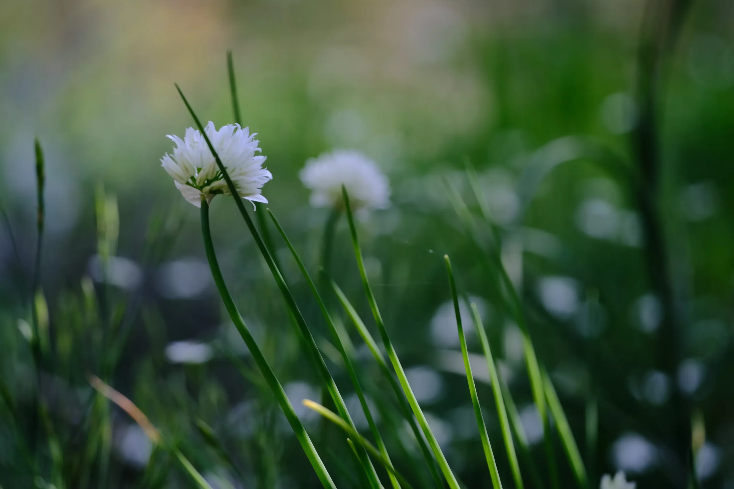 Allium schoenoprasum ‘White One’ | culinary chives