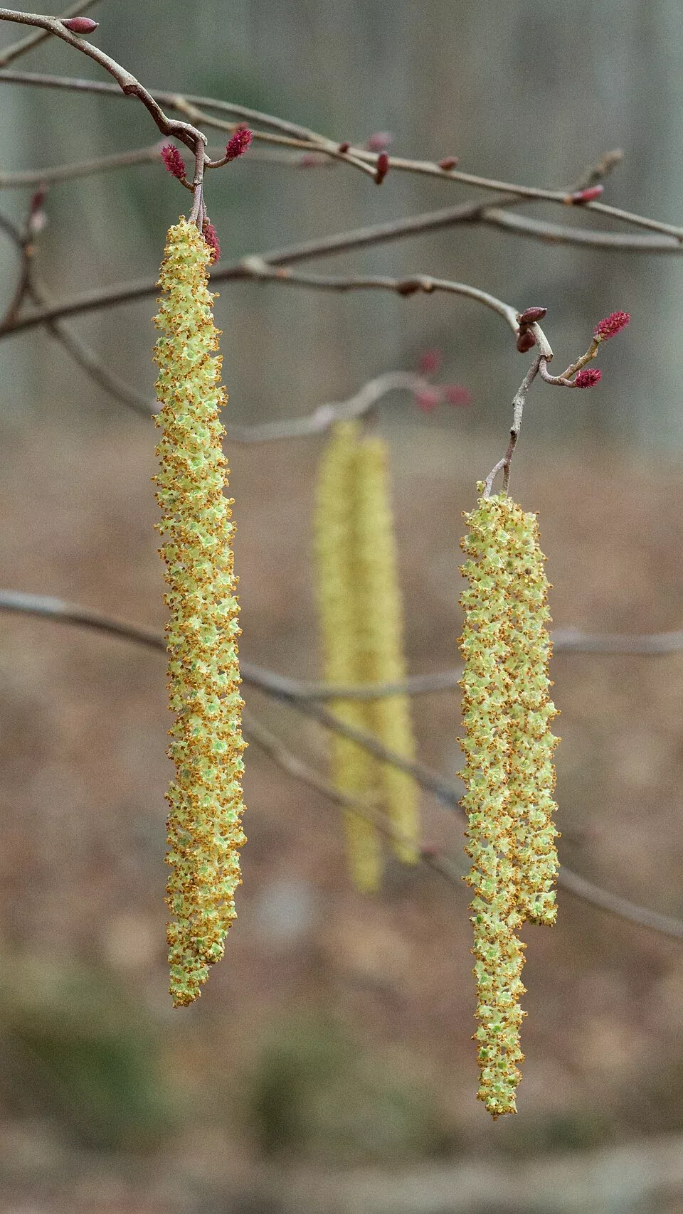 Alnus serrulata | smooth alder