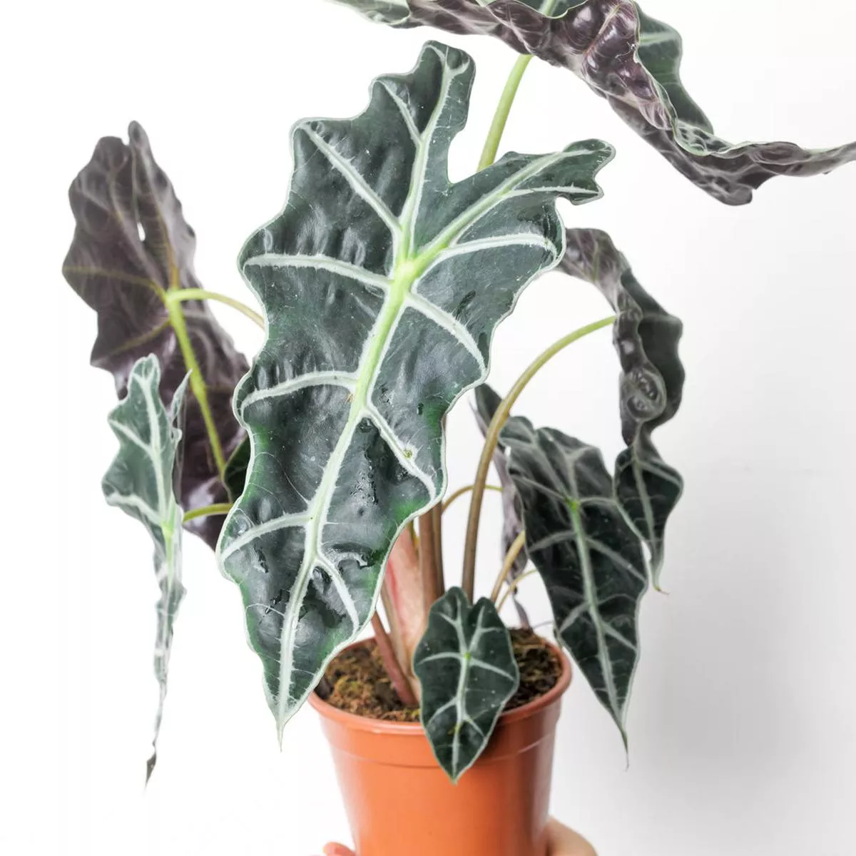 Alocasia ‘Amazonica’