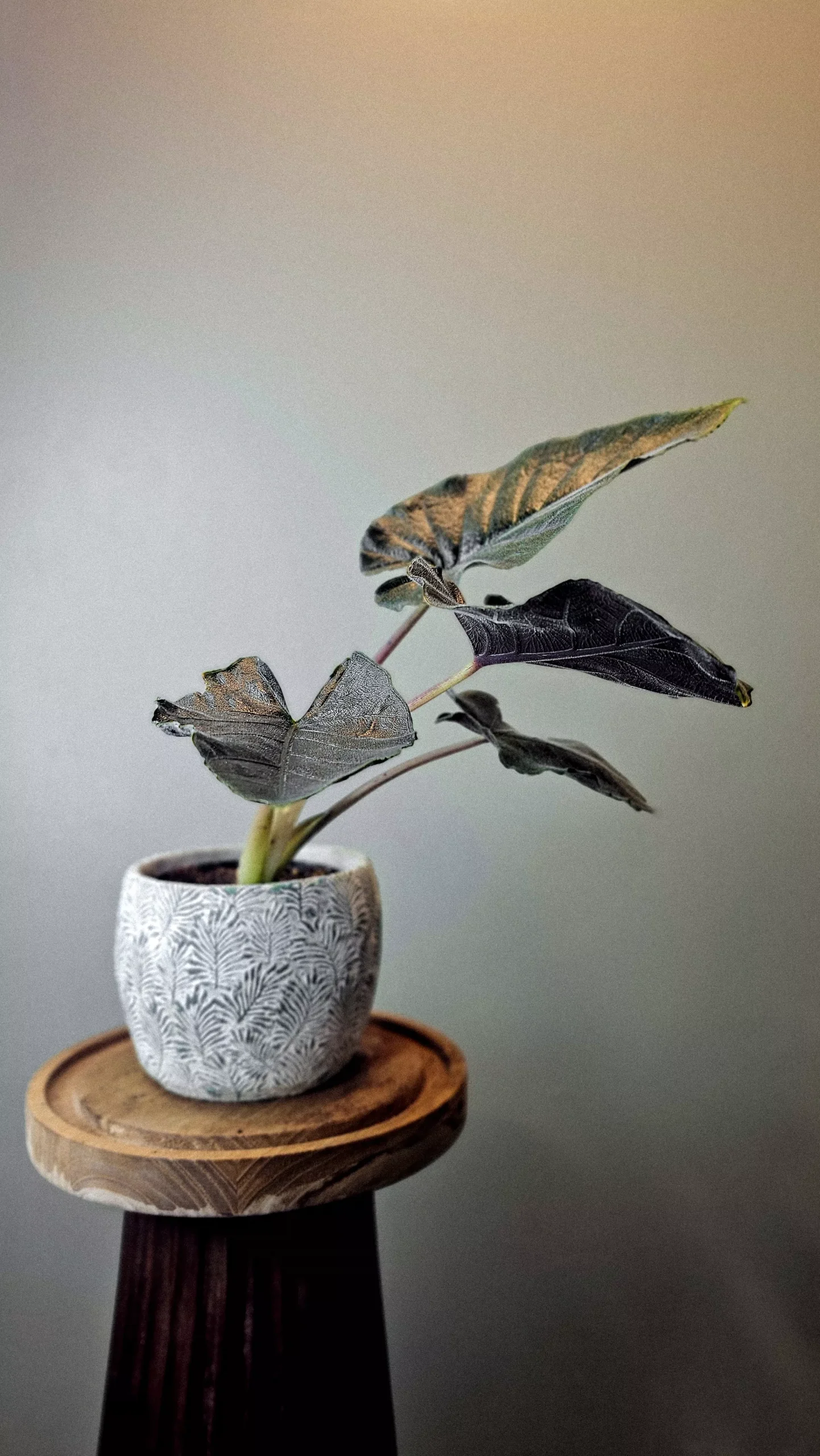 Alocasia Antoro Velvet