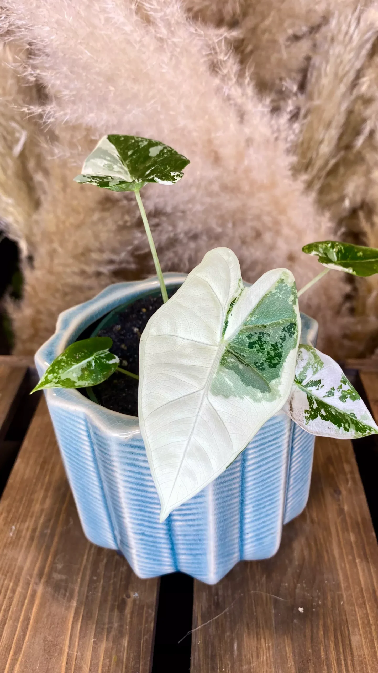 Alocasia Frydek Variegated