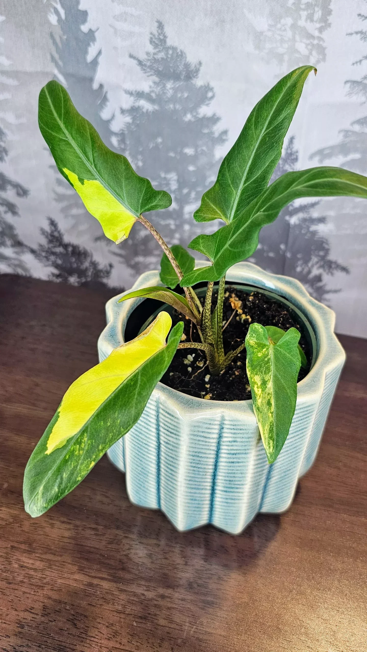 Alocasia Lauterbachiana Aurea Variegated (A05)