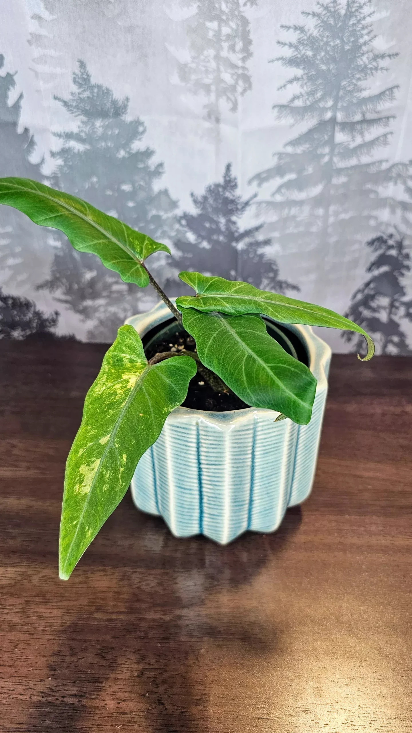 Alocasia Lauterbachiana Aurea Variegated (A06)