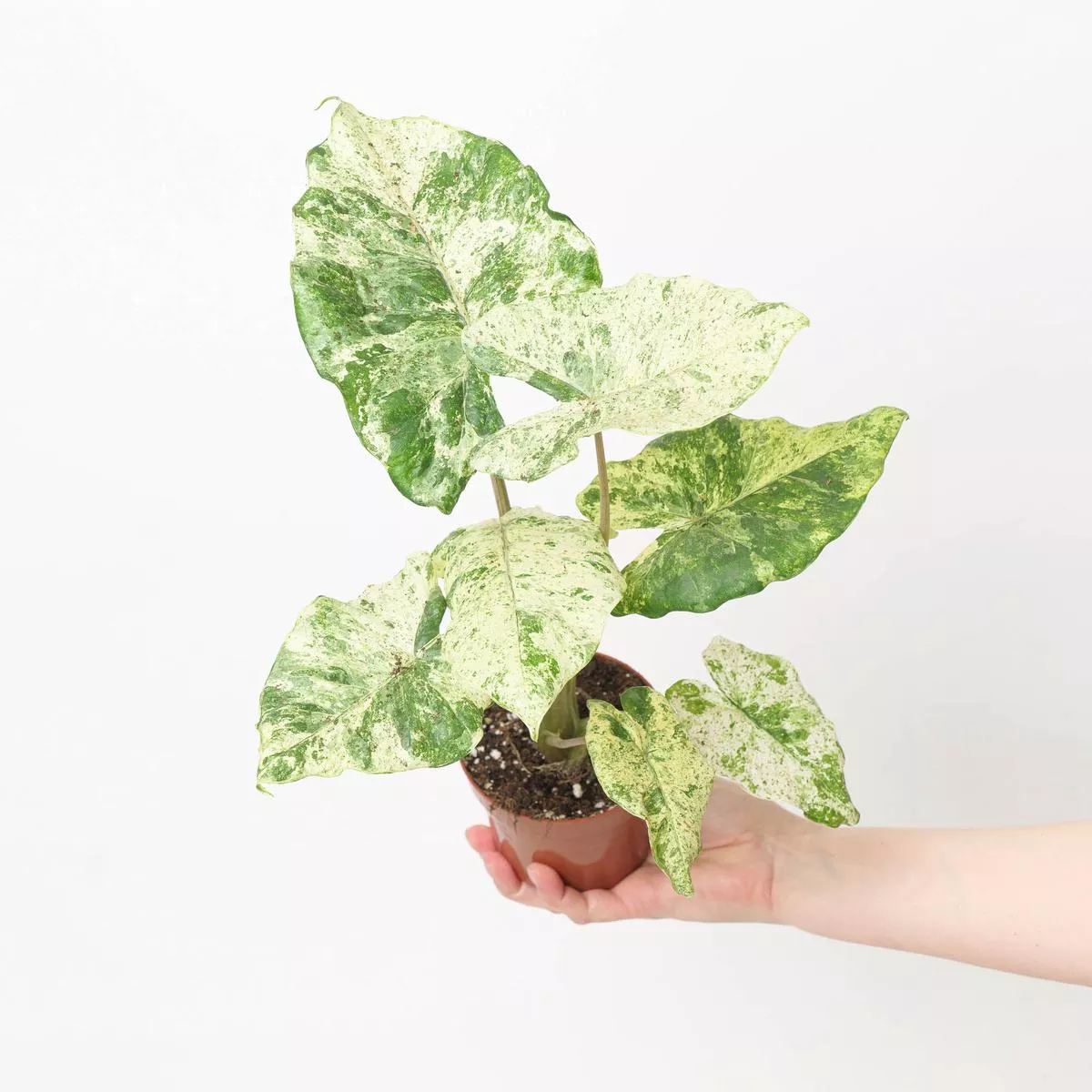 Alocasia macrorrhiza ‘Splash Variegated’
