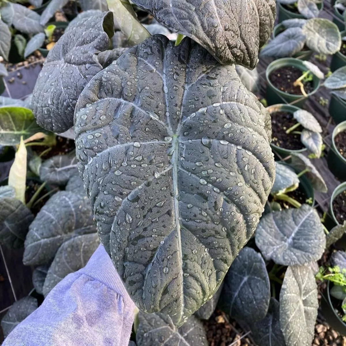 Alocasia 'Maharani'