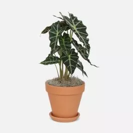 Alocasia Polly – Medio