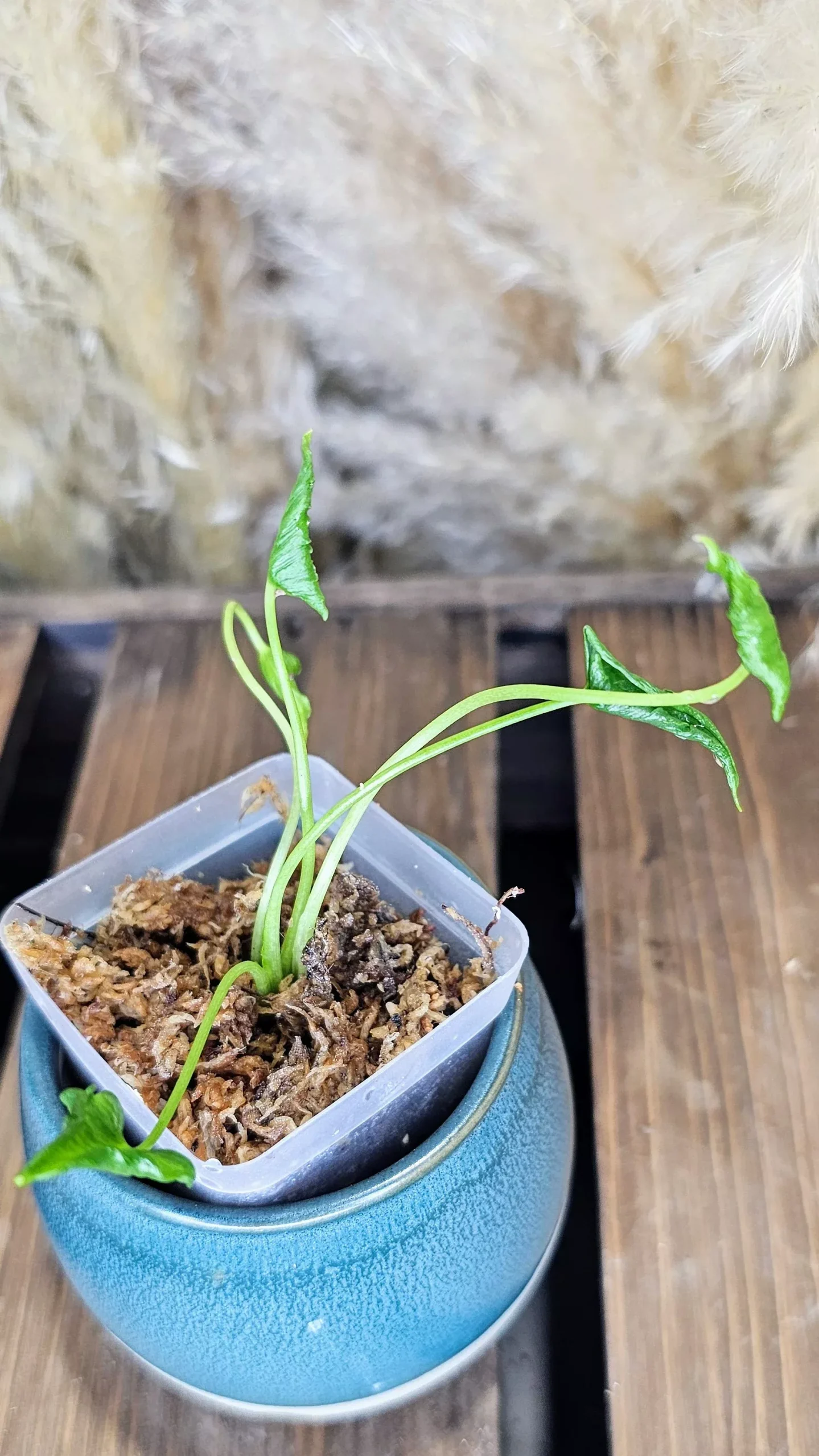 Alocasia Triangularis 4′