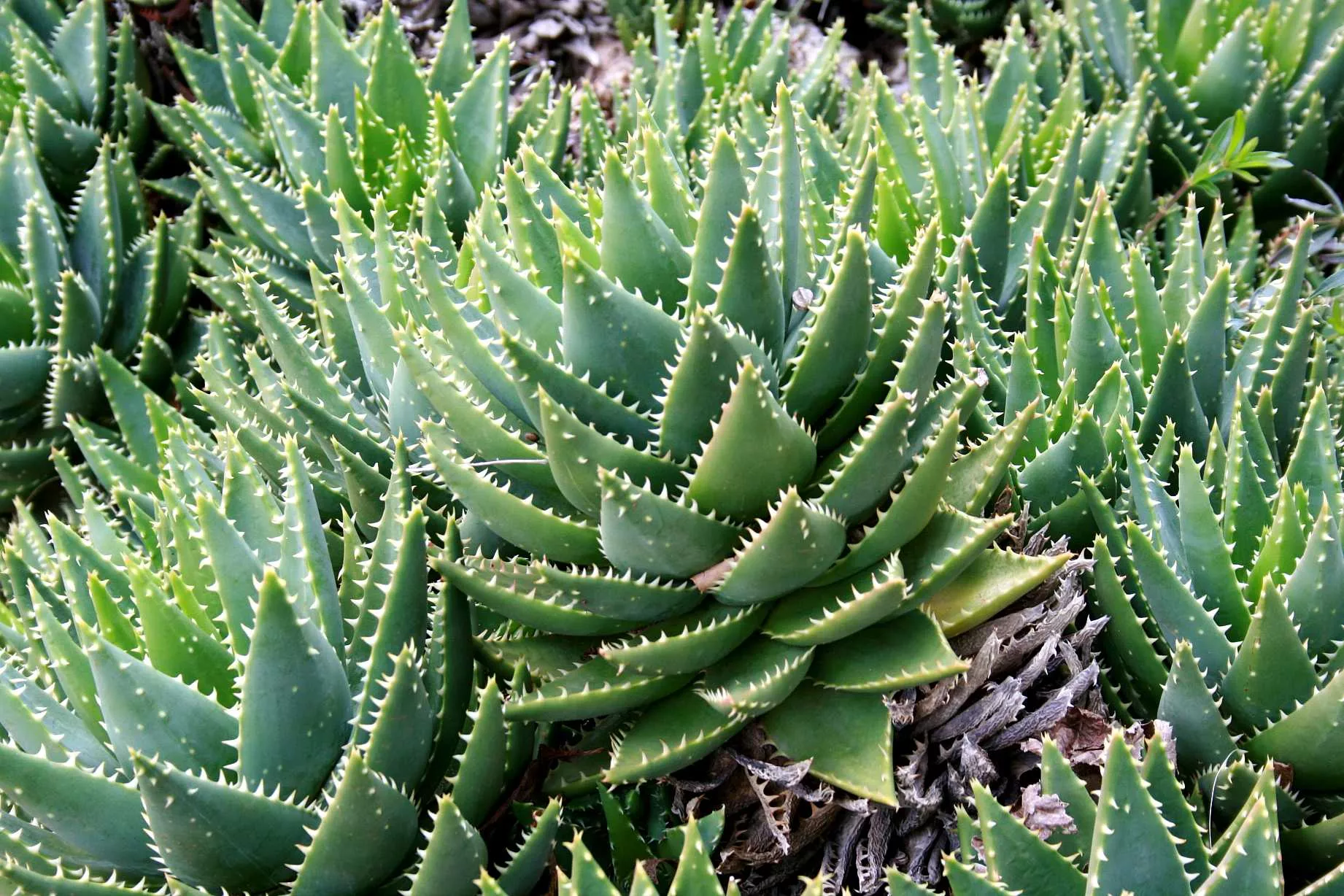 Aloe brevifolia – Short-leaved Aloe Succulent