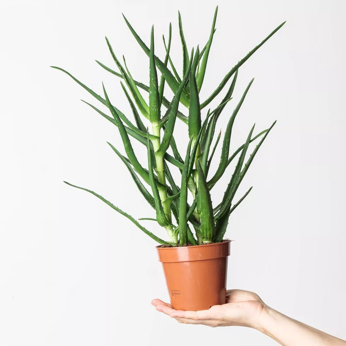 Aloe kedongensis
