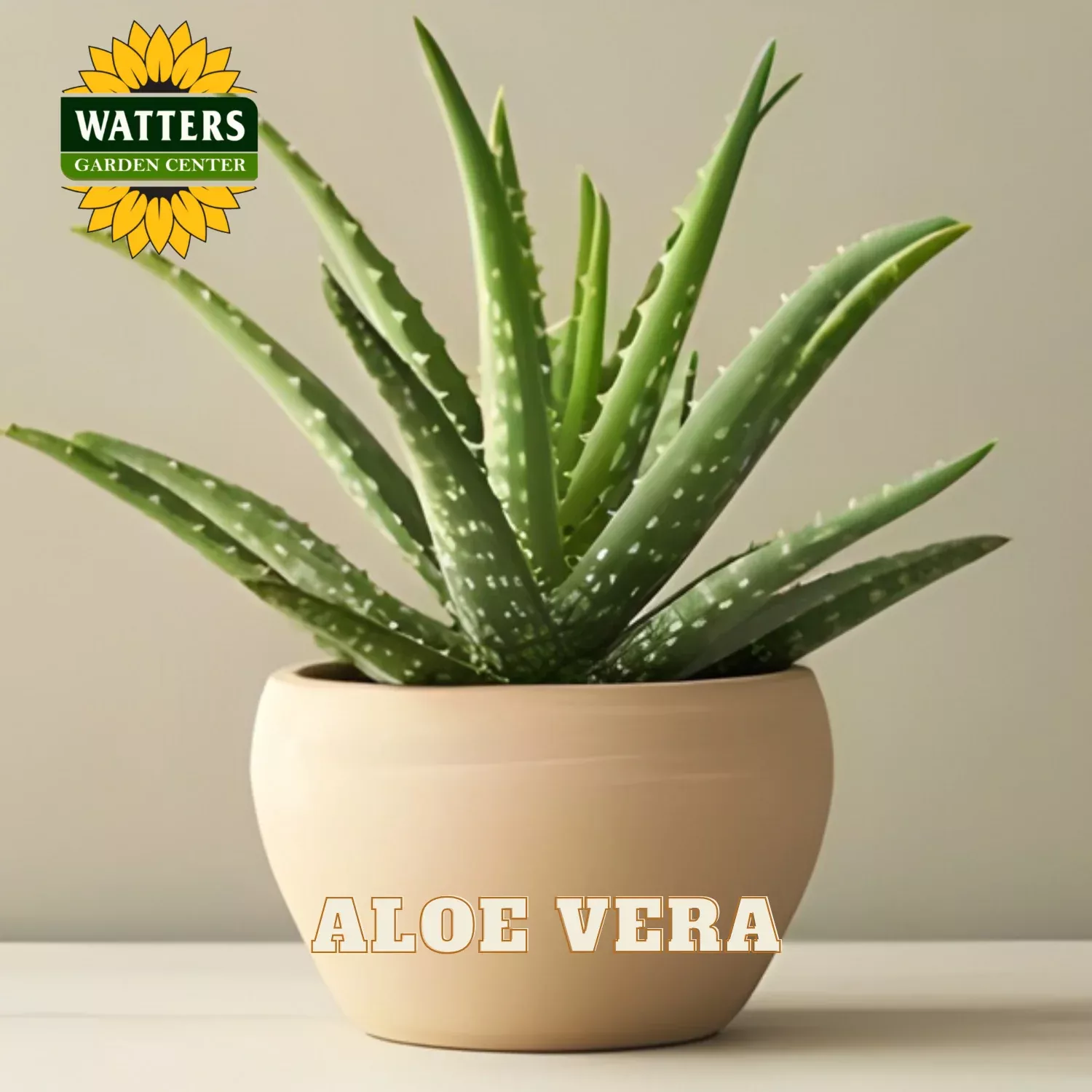 ALOE VERA 8in