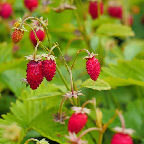 Alpine Strawberry Seeds ‘Ruegen’ – (Fragaria vesca)