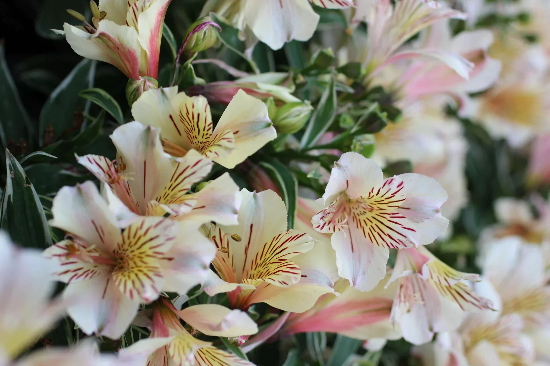 Alstroemeria 'Princess Fabiana' – Peruvian Lily