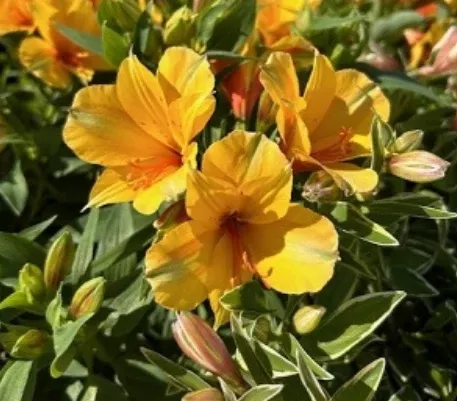 Alstroemeria 'Princess Lisa' – Princess Lily