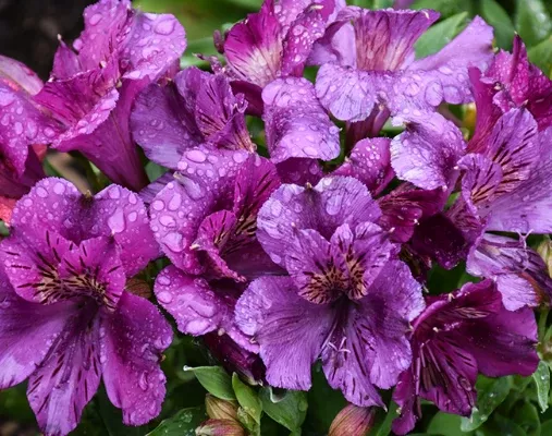 Alstroemeria 'Princess Tamara' – Princess Lily