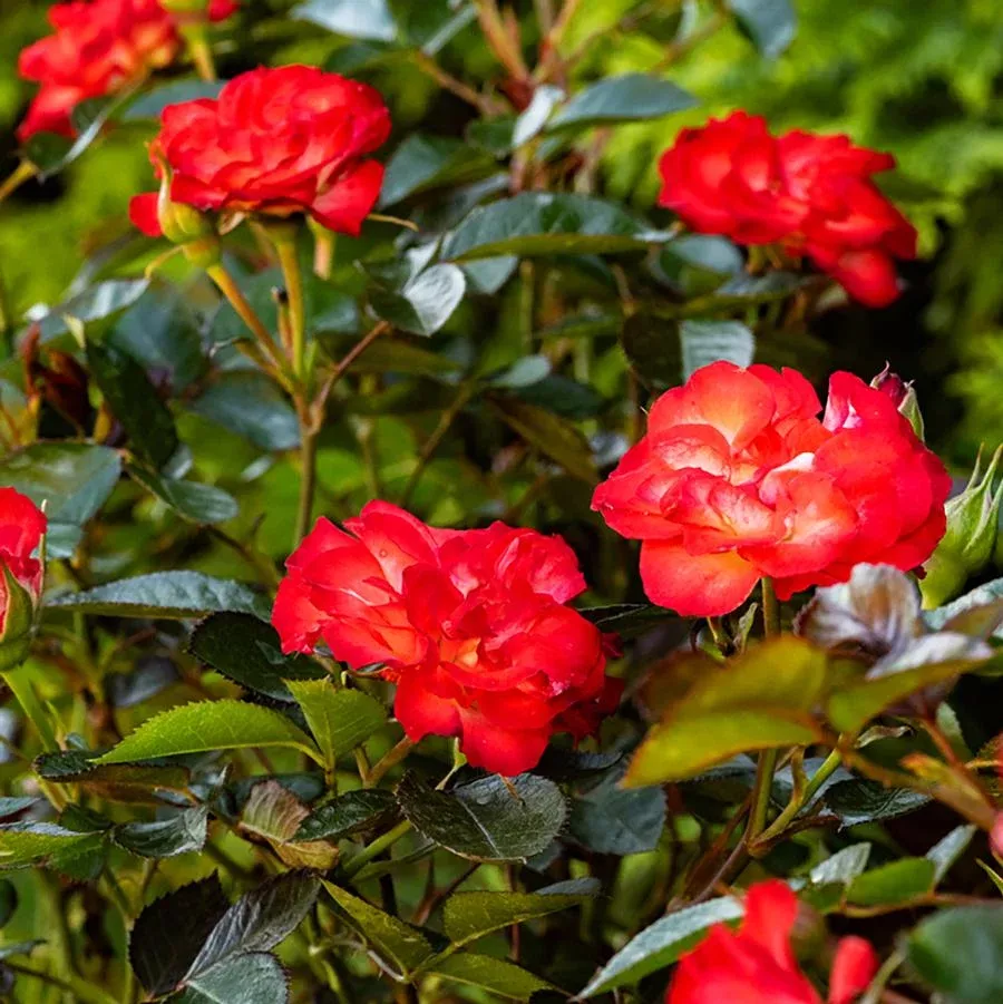 Always Together™ Shrub Rose
