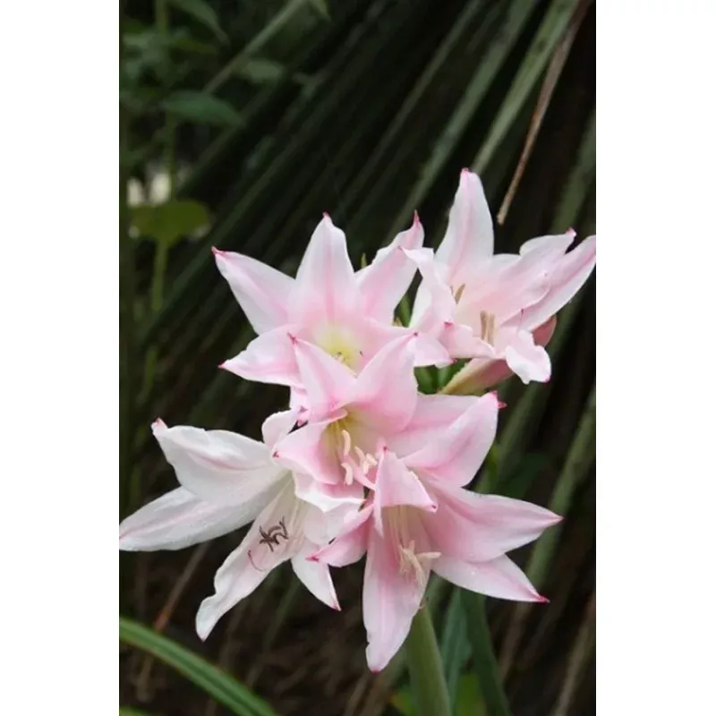 Amarcrinum Pinkie