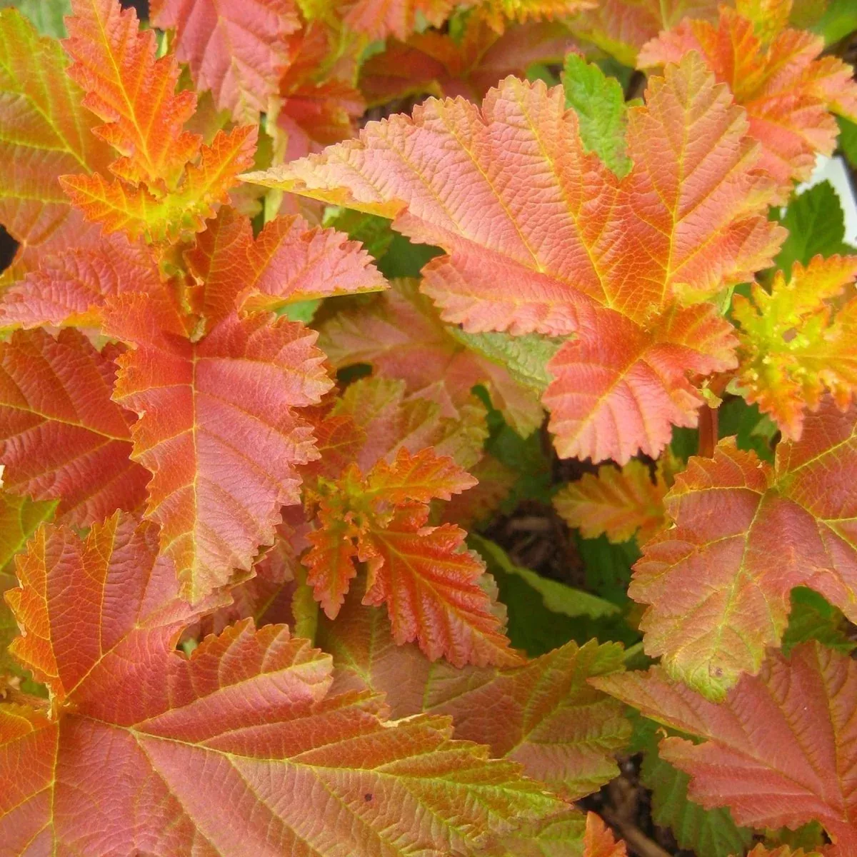 Amber Jubilee Ninebark