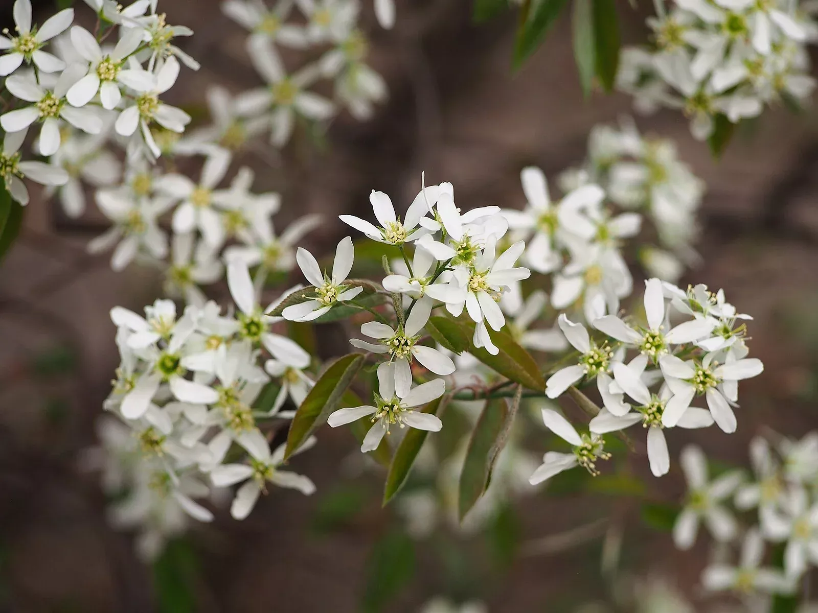 Amelanchier lamarckii | juneberry