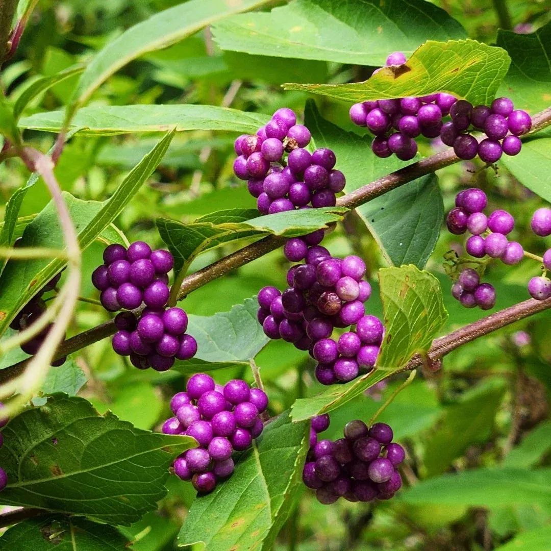 American Beautyberry-