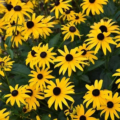 ‘American Gold Rush’ Rudbeckia