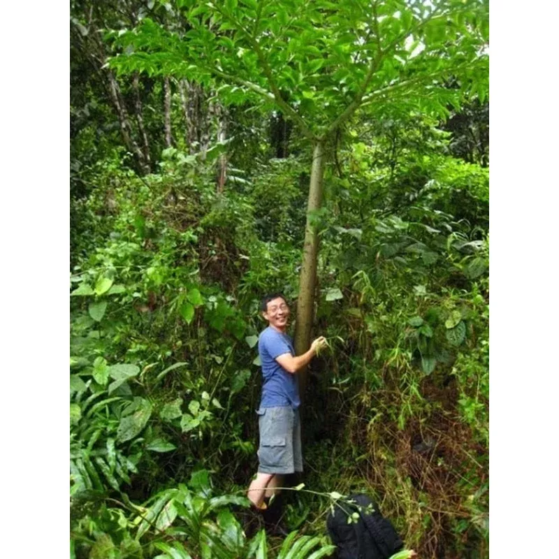 Amorphophallus paeoniifolius Thailand Giant