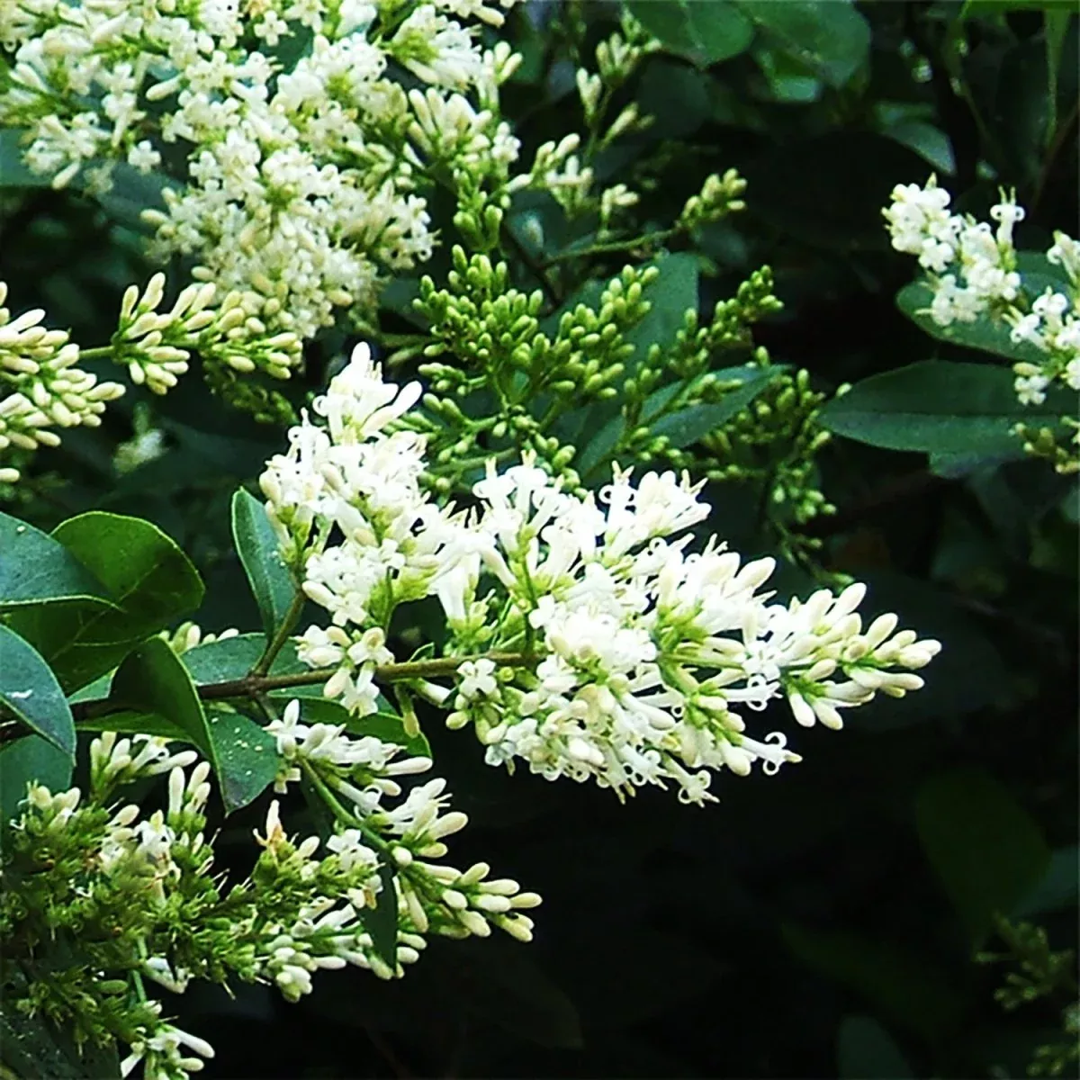 Amur Privet