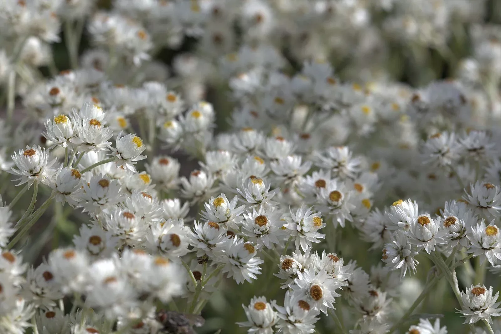 Anaphalis triplinervis | pearly everlasting